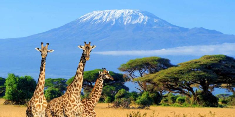 Giraffes on Kenya Safari near Kilimanjaro