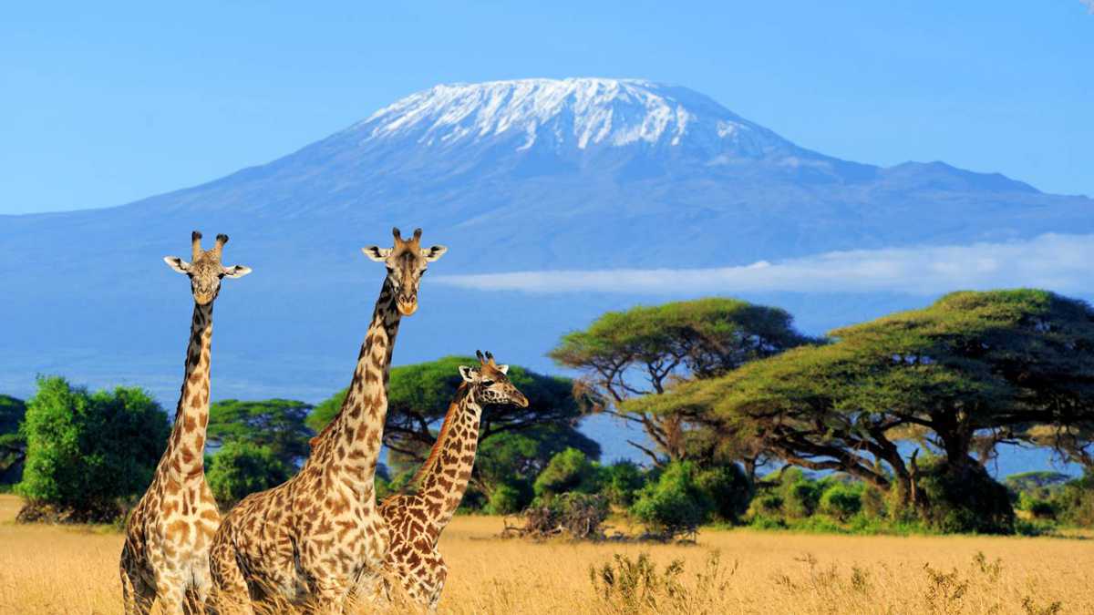 Giraffes on Kenya Safari near Kilimanjaro