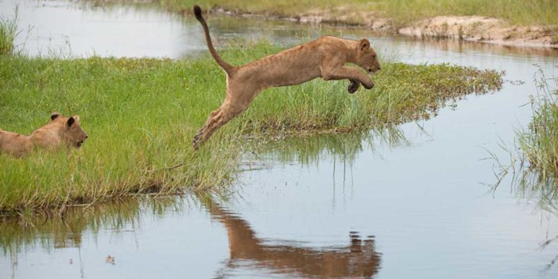 Lions at Mombo Camp Botswana