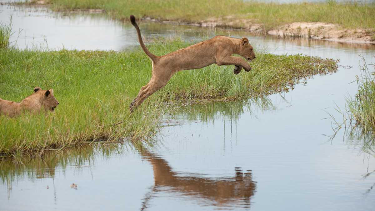 Lions at Mombo Camp Botswana