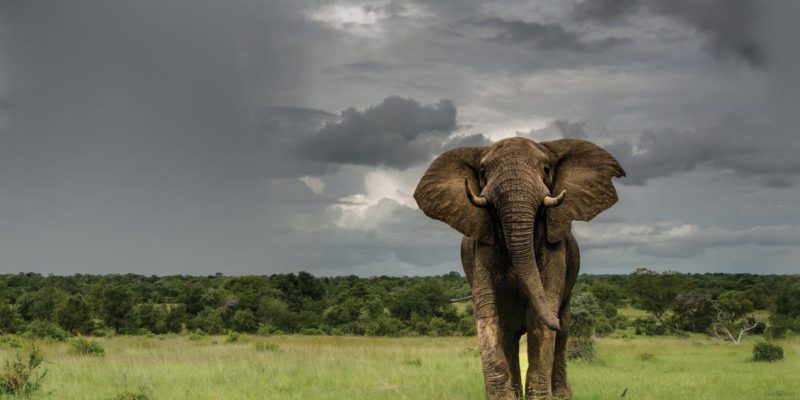 Sabi Sabi Elephant